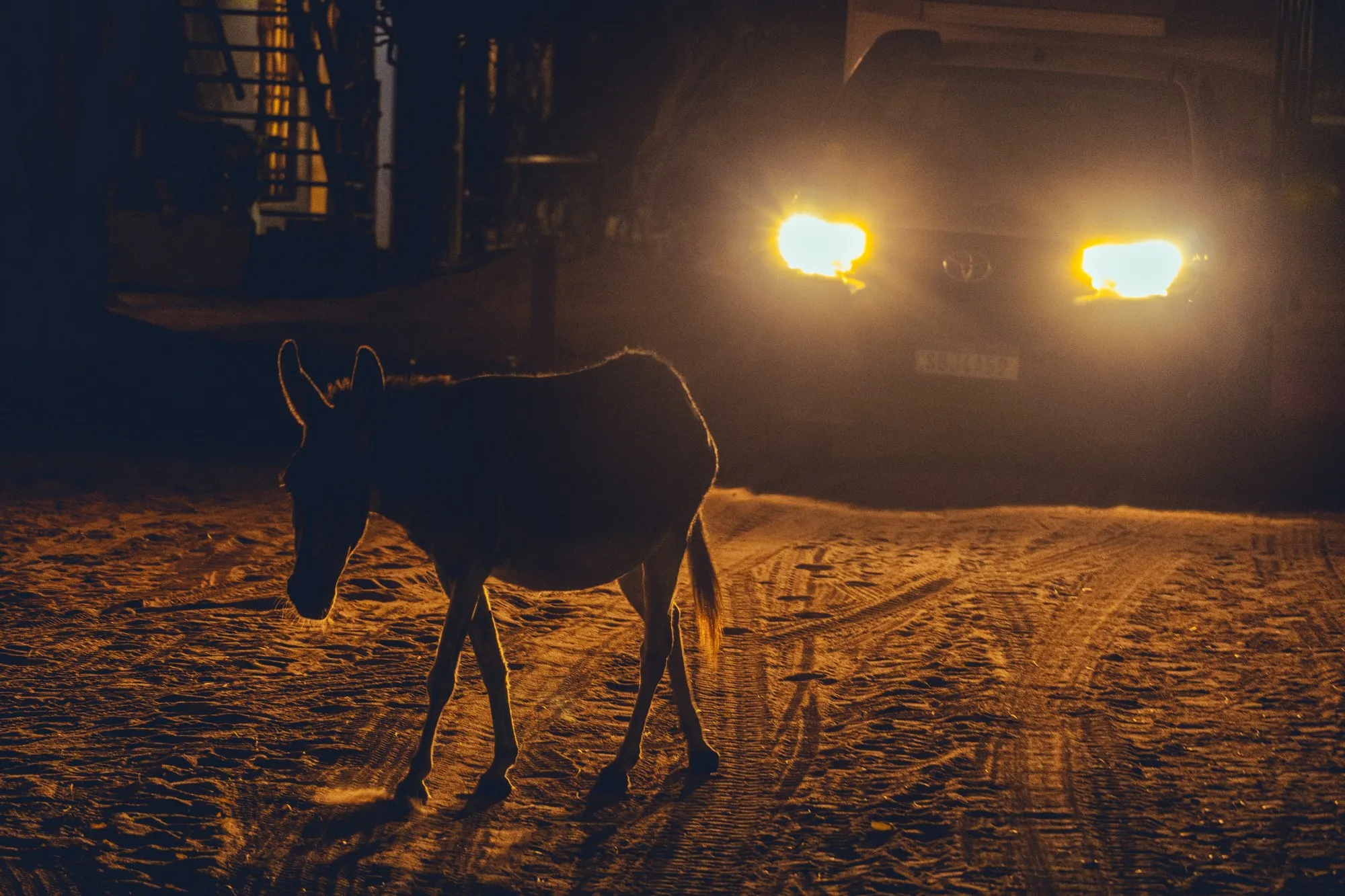 Un âne traverse une rue de terre la nuit, pris dans les phares d'une voiture.