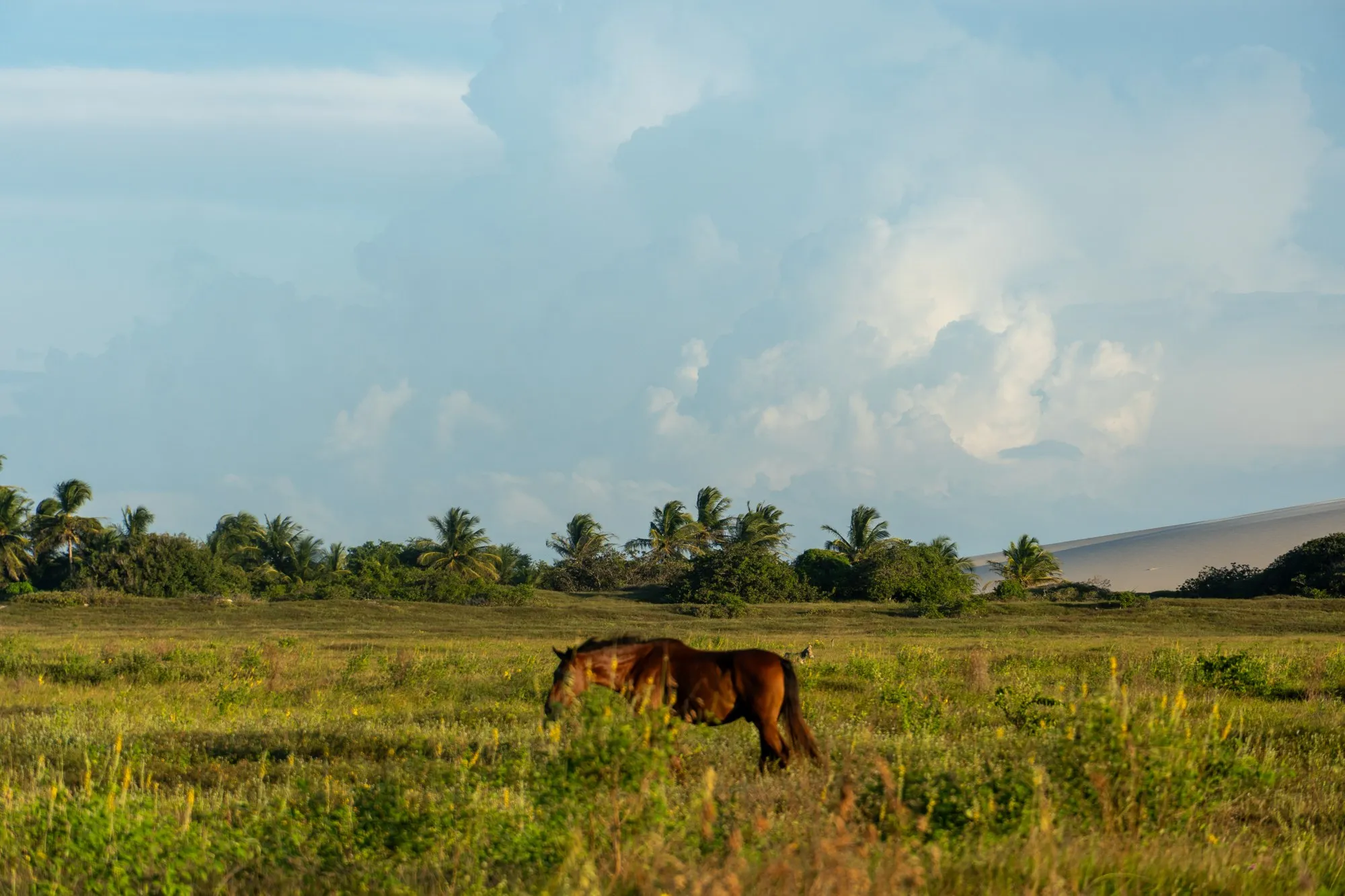Un cheval brun broute dans une prairie verte, des palmiers et une dune au loin.