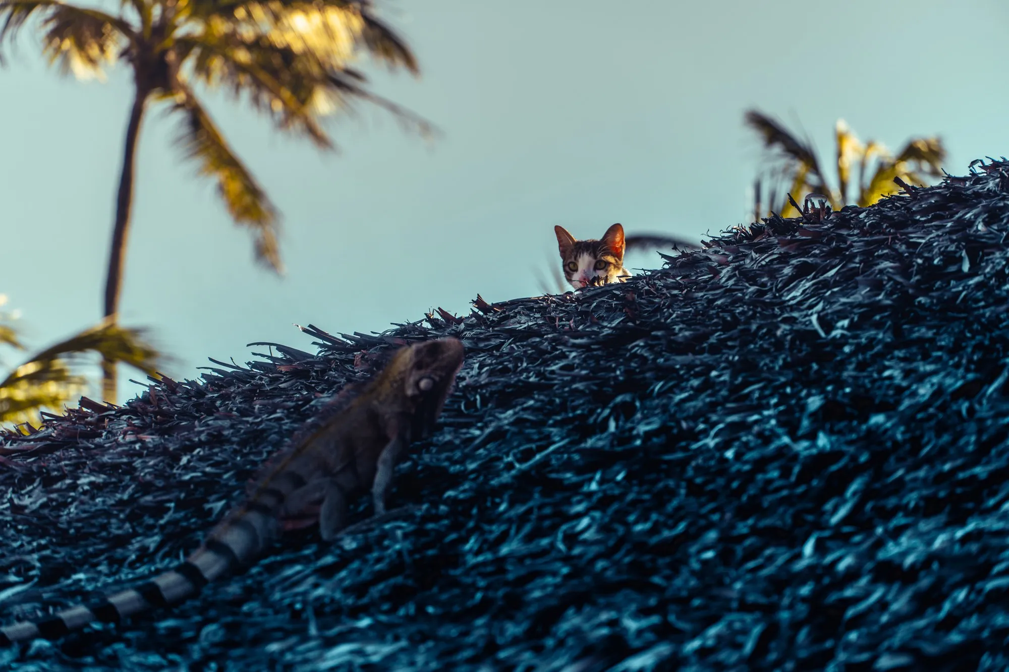 Un chat sur un toit de paille, au crépuscule, sous des palmiers.