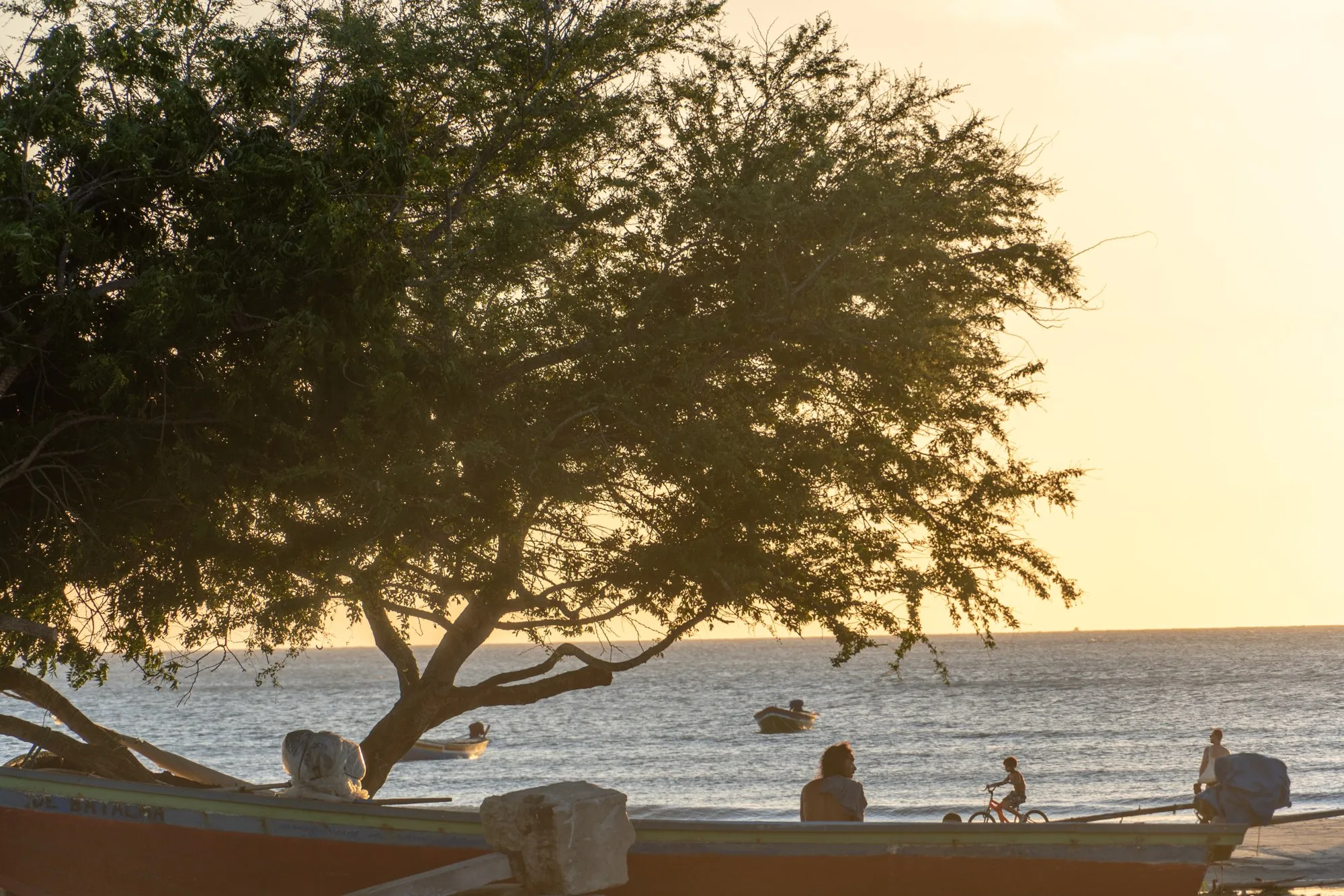 Un grand arbre étend ses branches au-dessus d'une plage où des gens regardent la mer.