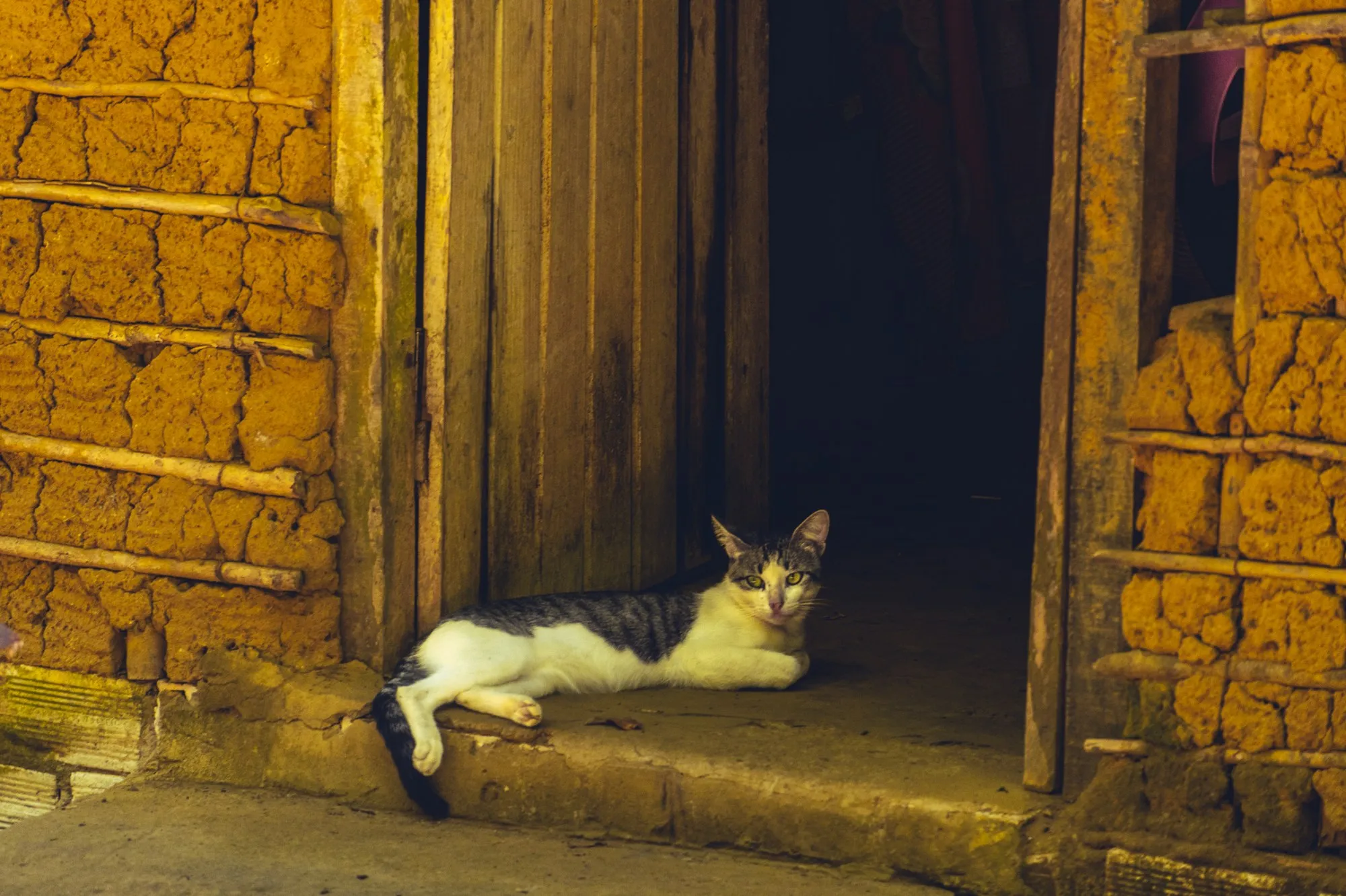Un chat allongé sur le seuil d'une porte en bois, devant un mur de torchis.