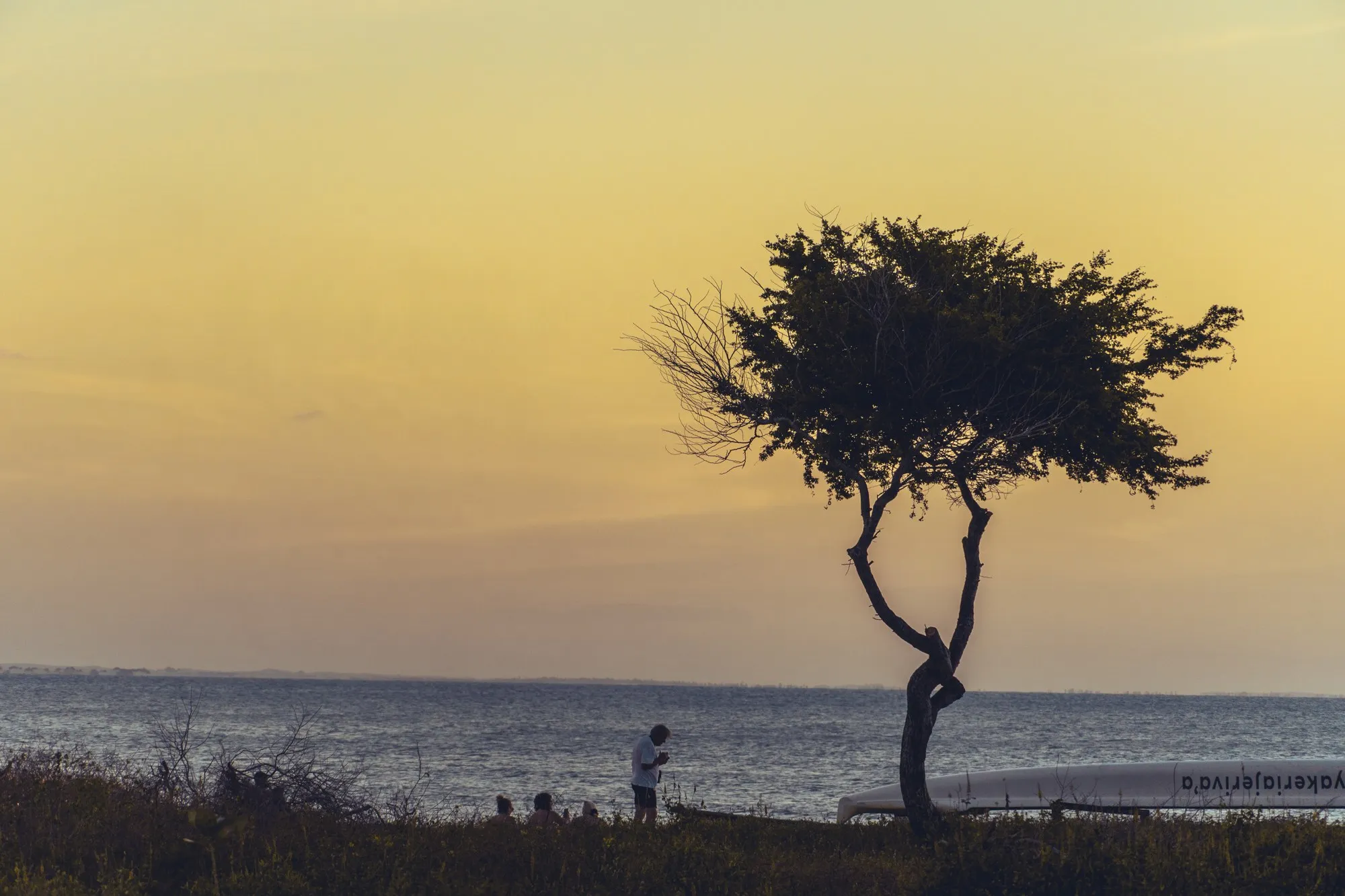 Un arbre solitaire se découpe sur un ciel jaune au bord de la mer.